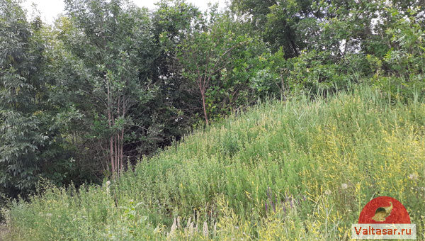 лесная поляна