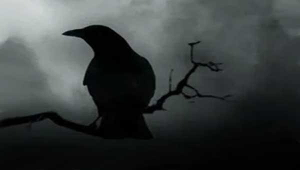 черный ворон