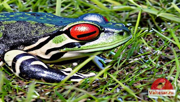 лягушка с красными глазами