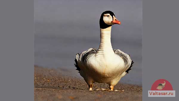 гусь на песке