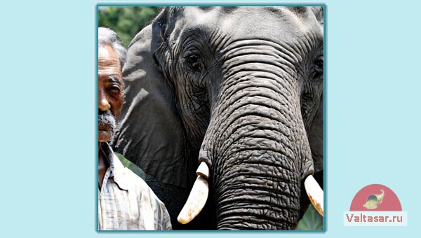мудрец со слоном