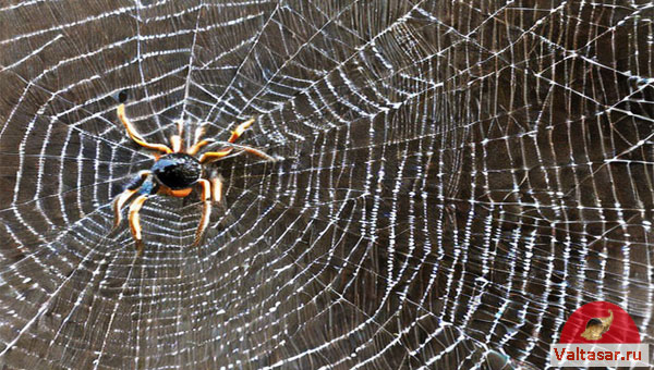 паук сидит в паутине