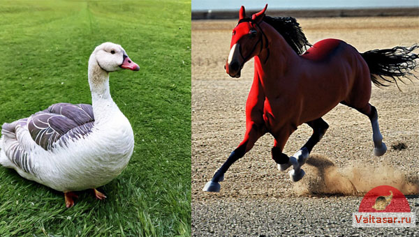 гусь и конь