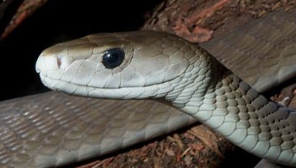 змея мамба