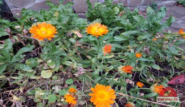 цветущая календула