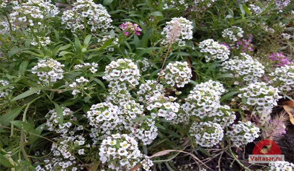 алиссум душистый