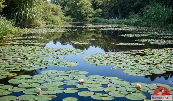 кувшинки на поверхности воды