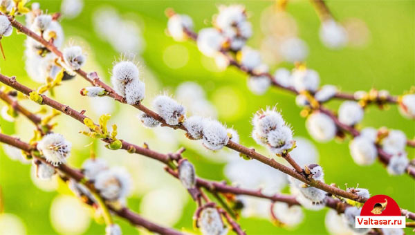 цветущая верба