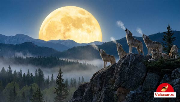 Полнолуние, волчья Луна