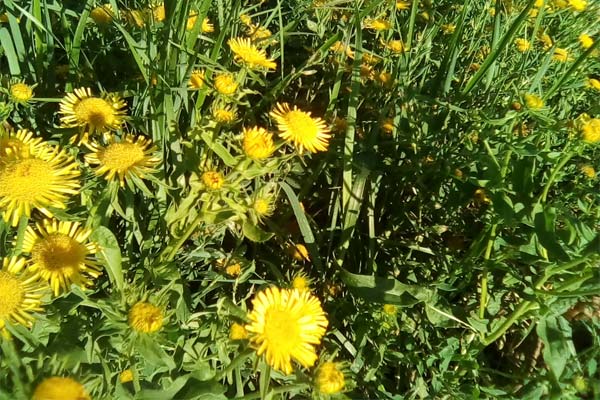Одуванчики на поле