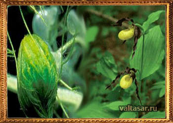 Альдрованда пузырчатая - растение хищник