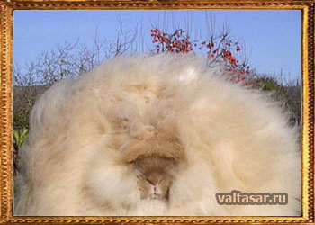 ангорский кролик