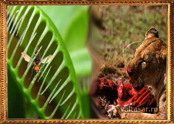 хищные растения