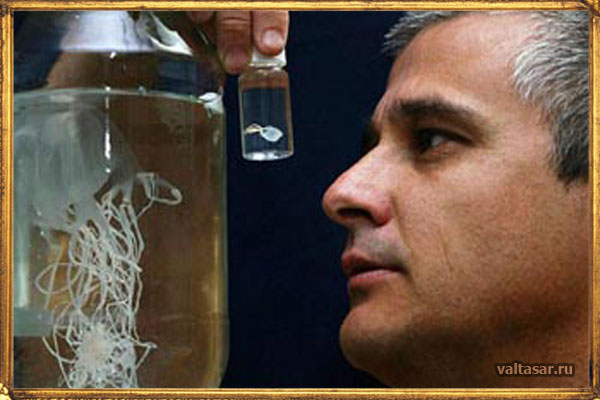 ядовитые животные Австралии