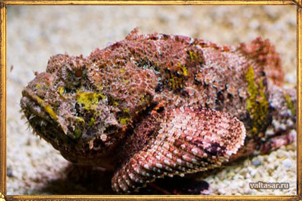 каменная рыба