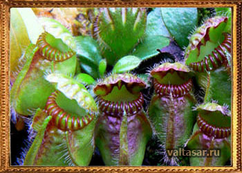 Целофатус - не подходи! Съест!