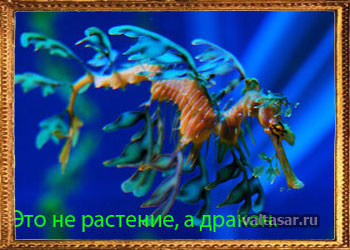 это не водоросль - это морской лиственный дракон