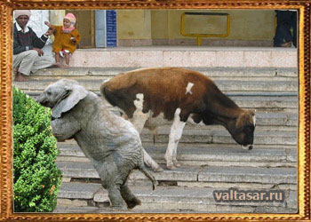 интересные факты о животных - коровы не способны спускаться по лестницам