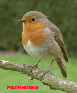 малиновки на редкость прожорливы