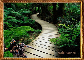 гигантские пауки - людоеды