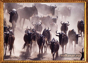 инстинкты животных