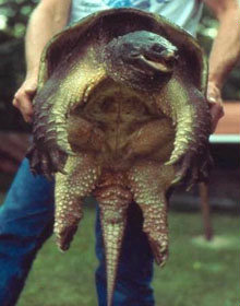 каймановая черепаха - кусака