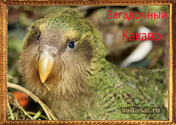 попугай какапо - 4-х килограммовая птица