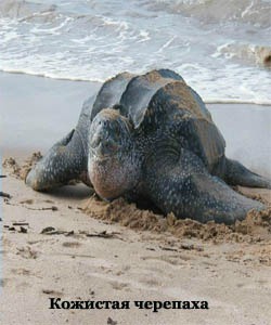 кожистая черепаха
