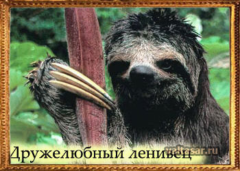 ленивец
