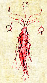 женская мандрагора