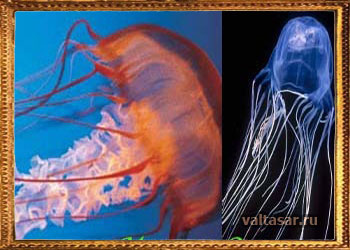 голова Медузы горгоны