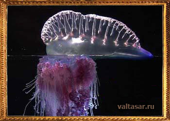 медуза - убийца португальский кораблик