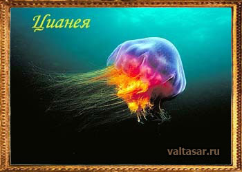 медуза цианея