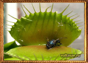 Венерина мухоловка