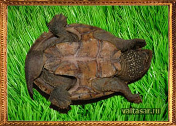 мускучная черепаха